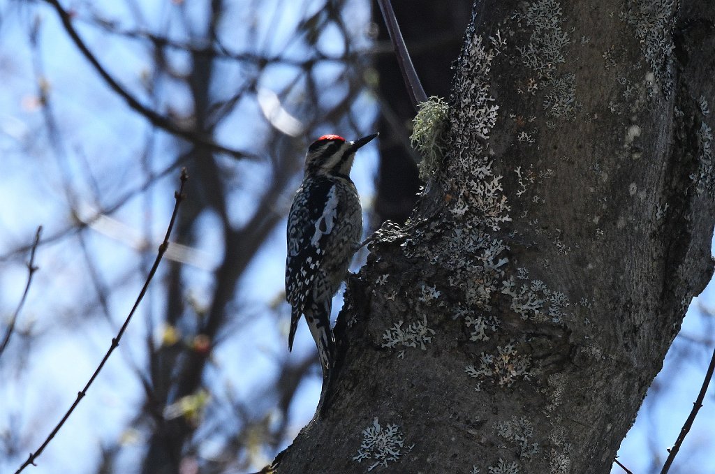 Woodpecker, Yellow-bellied Sapsucker, 2018-05051635 Royalston, MA.JPG - Yellow-bellied Sapsucker. Birch Hill Dam area, Royalston, MA, 5-5-2015